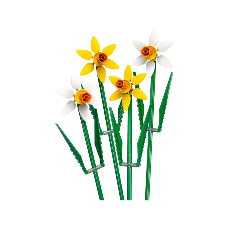 Daffodils - 40747