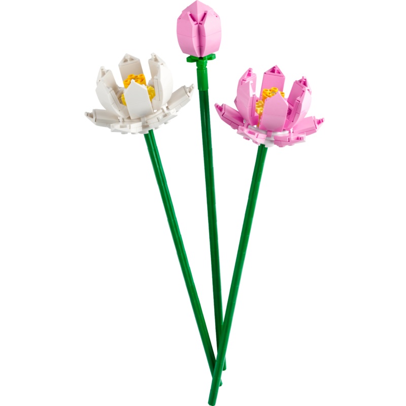 Lotus Flowers - 40647
