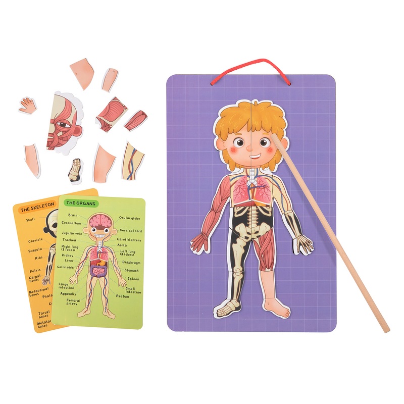 TookyToy -  Magnetic Anatomy Body Chart Puzzle