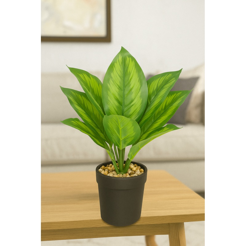EverGlow Dieffenbachia