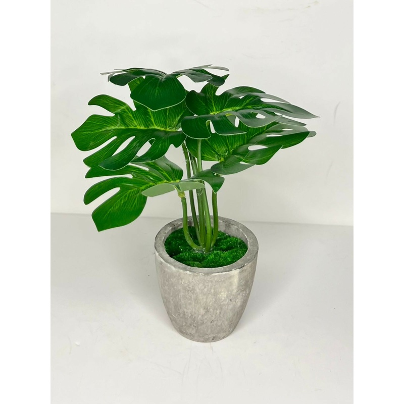 TropiLush Monstera