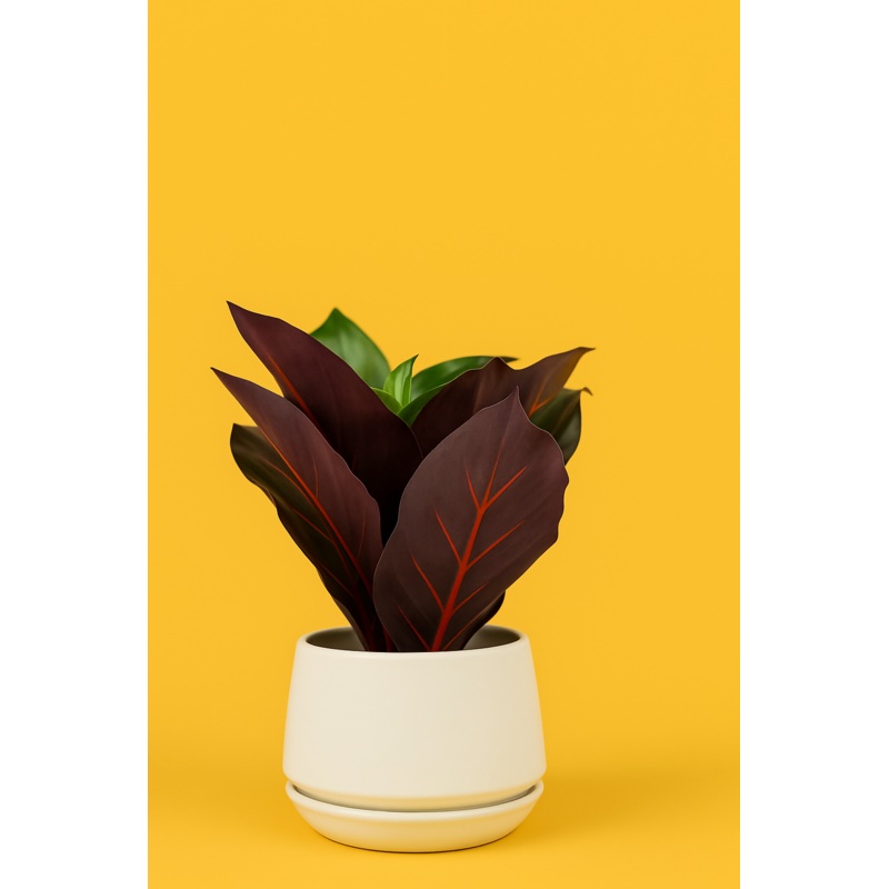 Crimson Vein Faux Plant in Ceramic Pot